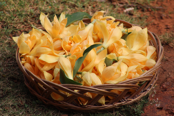 Birds, Fruits & Flowers