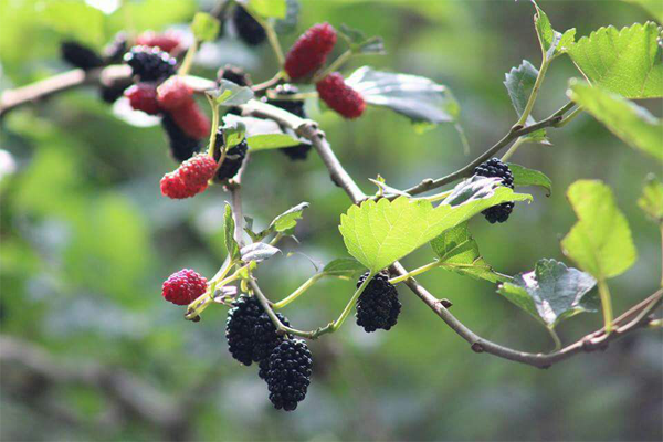 Birds, Fruits & Flowers